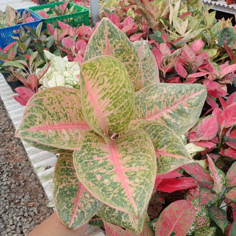 Aglonema Harley Queen