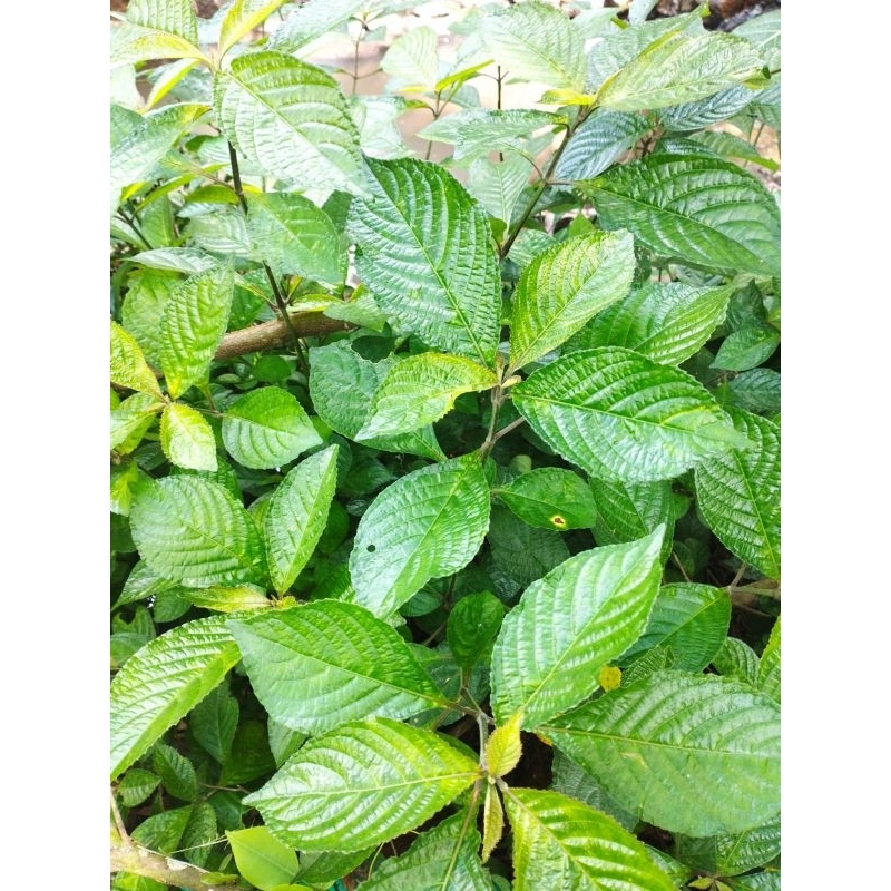 

DAUN KEJI BELING,PECAH BELING SEGAR 500gr