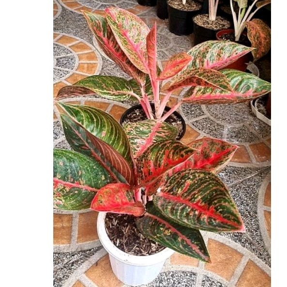 Aglonema Reanita Surya