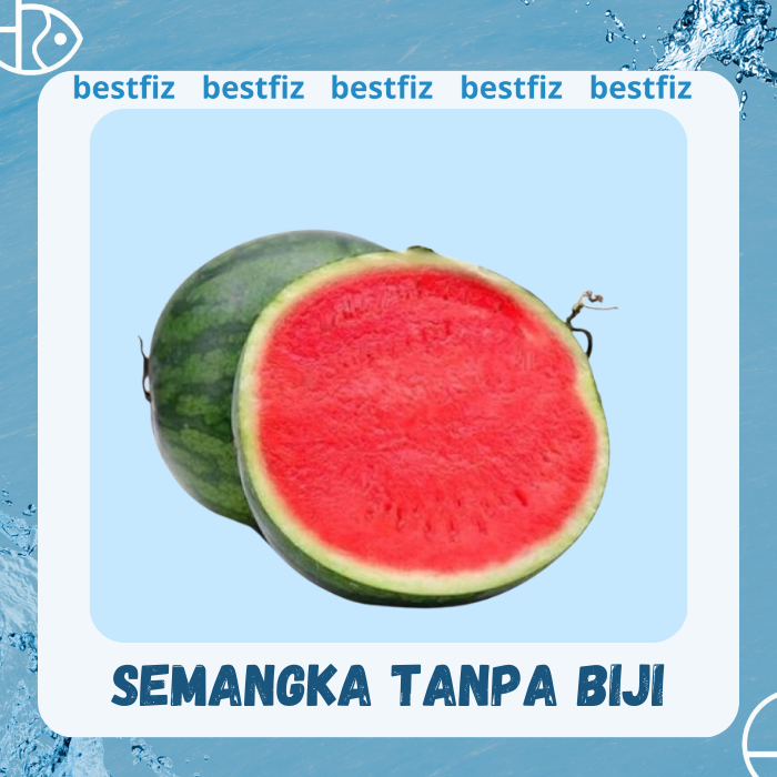 

Semangka tanpa biji