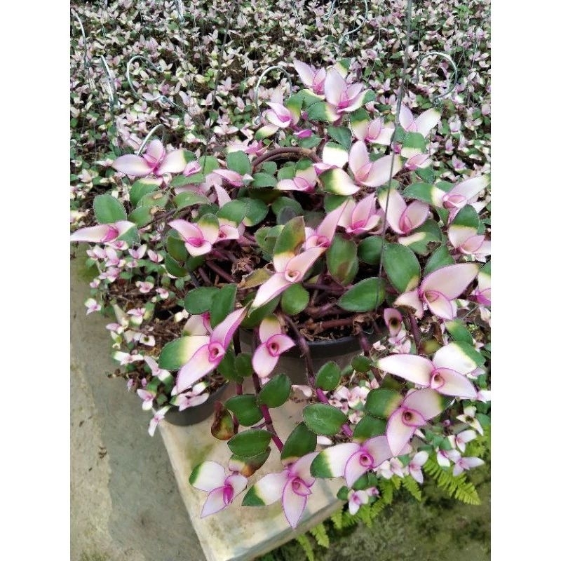 tanaman hias gantung zebrina/lidah kera pink rimbun