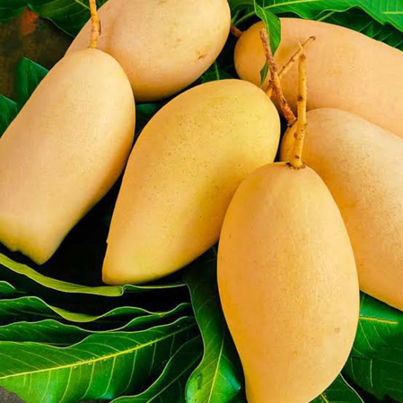 mangga namdokmai | mangga golden | mangga sritong | mangga golden/namdokmai | cocok untuk tabulampot