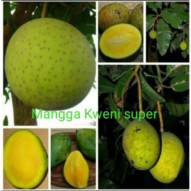 bibit mangga kweni | tinggi 1 meter | mangga kuweni | mangga kweni/kuweni