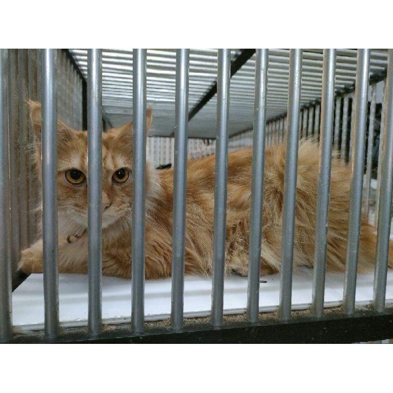 Kucing mainecoon non ped