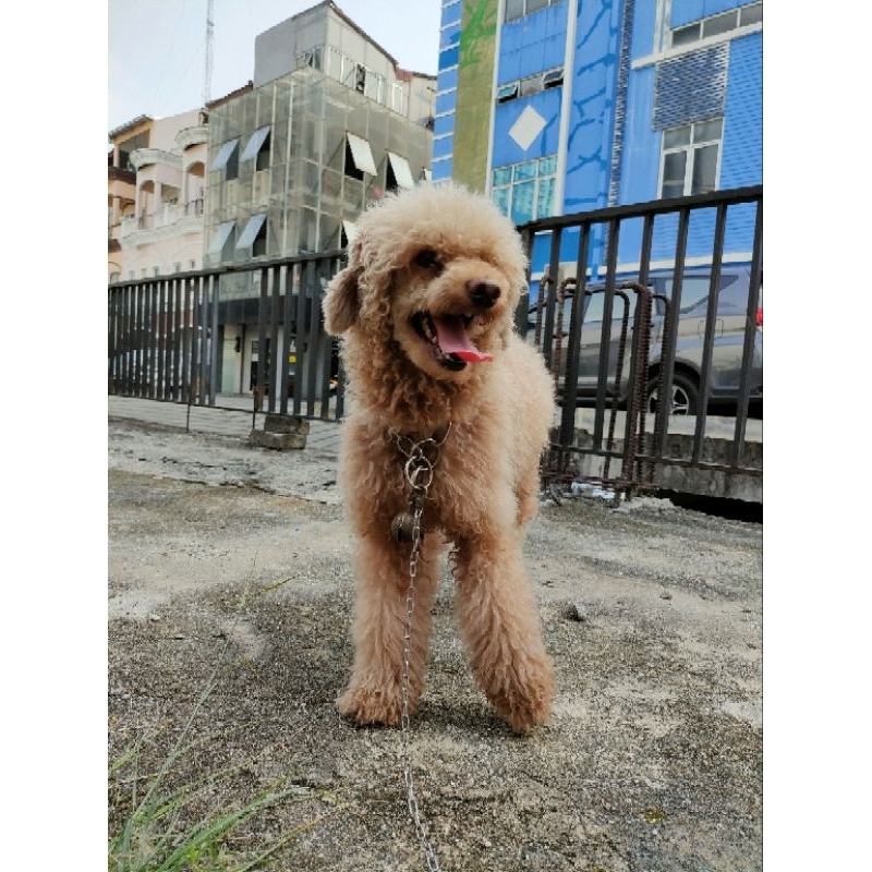 Anjing red toy poodle