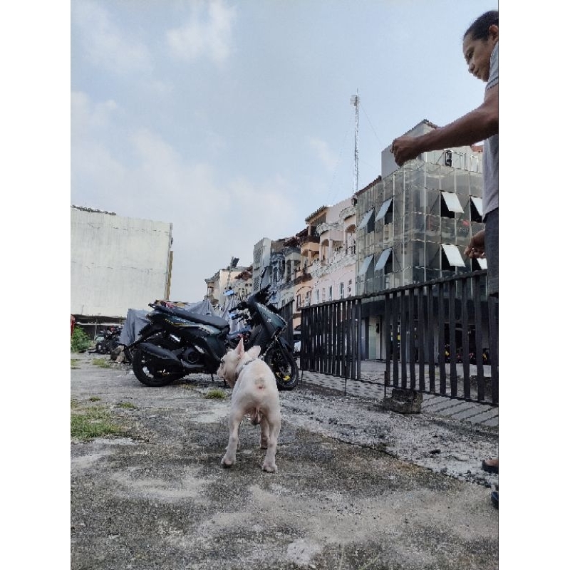 Anjing French Bulldog