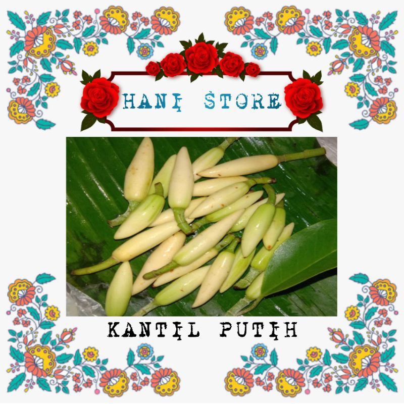 BUNGA GADING PUTIH / KANTIL PUTIH DAN KUNING KUNCUP