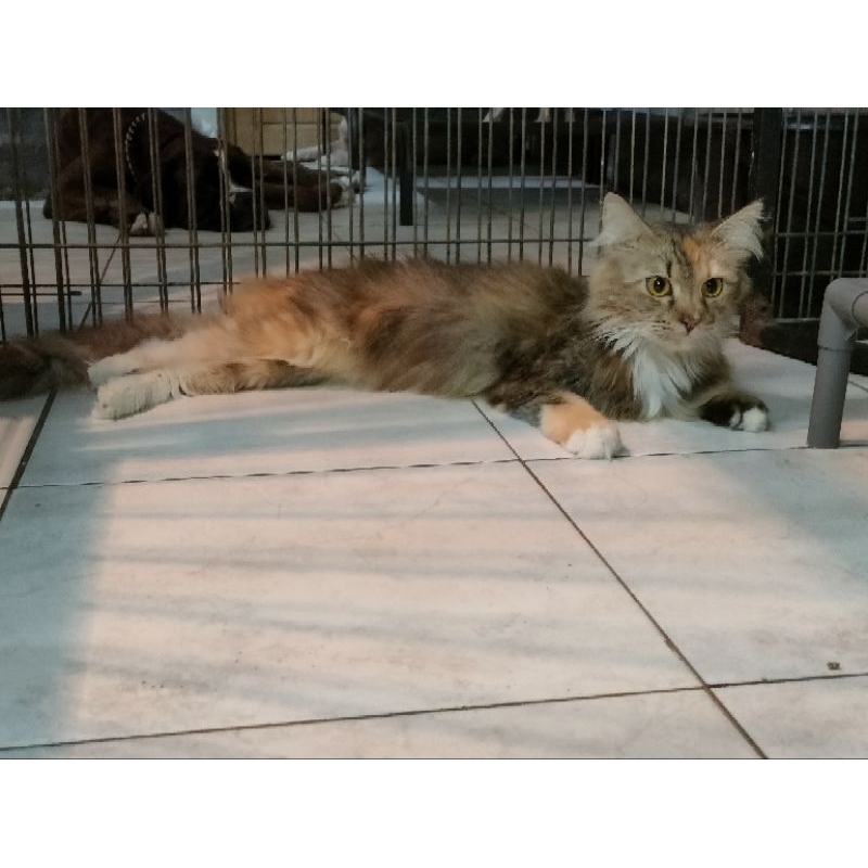 Kucing mainecoon mix