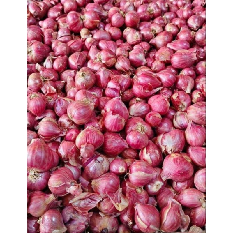 

Bawang merah murah super Probolinggo 1 kg kualitas bagus