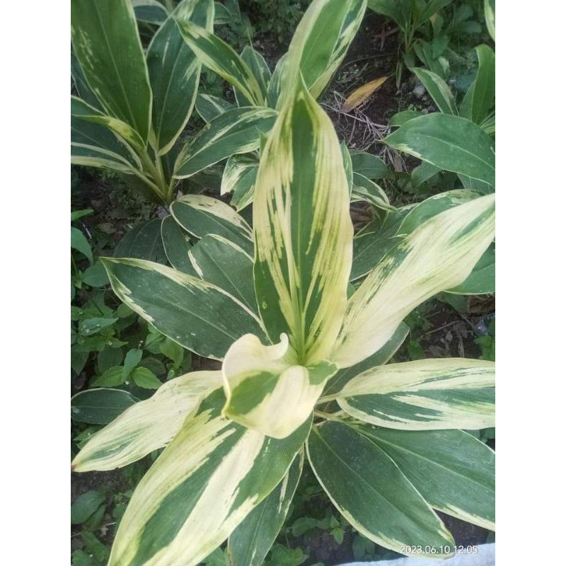 Seribuan Tanaman Hias Hanjuang Hijau Varigata , Andong Hijau Dekorasi, Tanaman Pagar