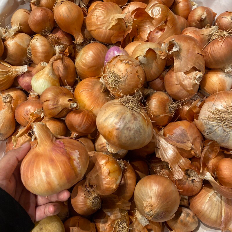 

1 PCS BAWANG BOMBAY MESIR 1 PCS