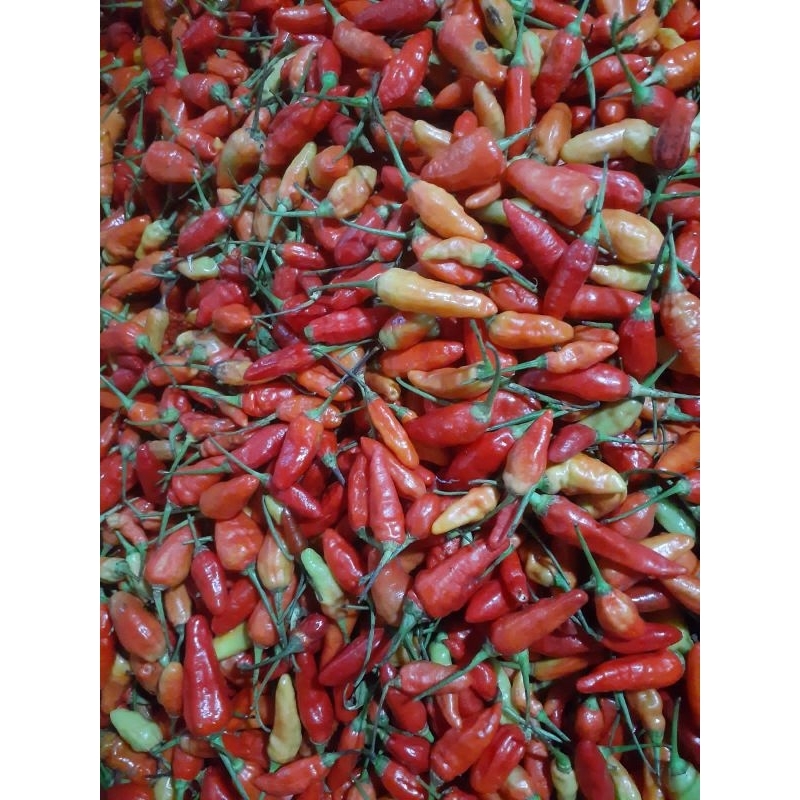 

caberawitsetanmerah1kg