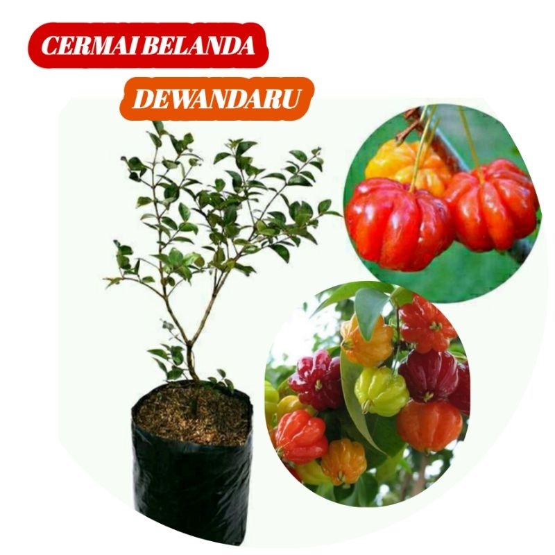 BIBIT DEWANDARU CERMAI BELANDA