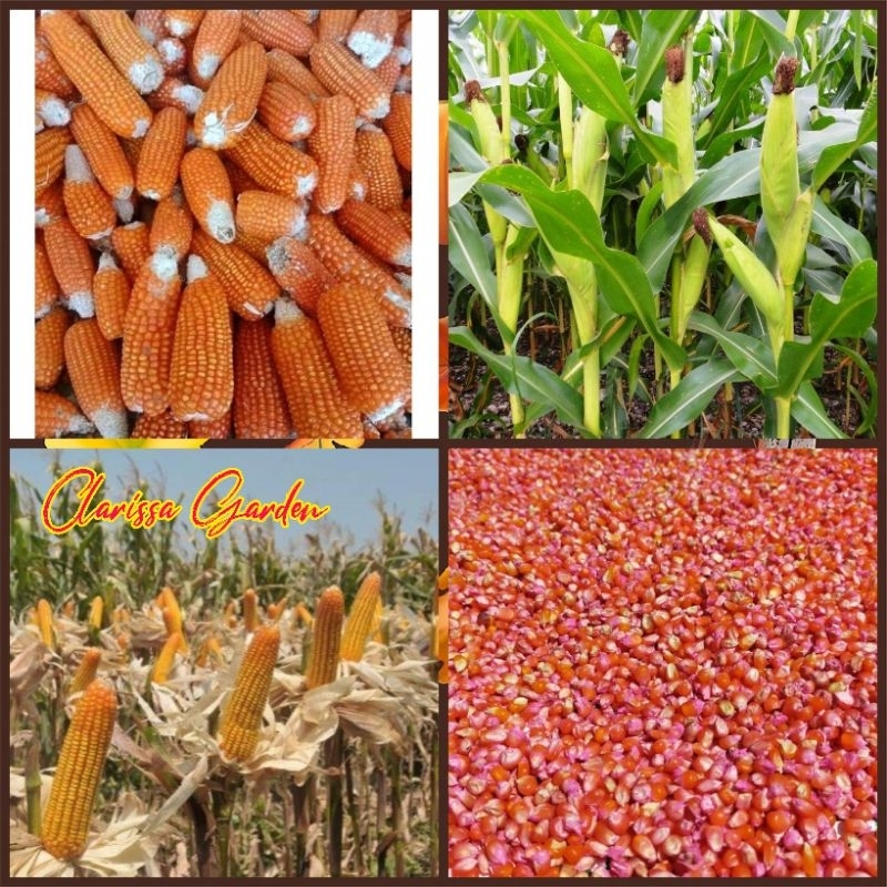 BIJI | BENIH JAGUNG UNYIL/JAGUNG KRISTAL