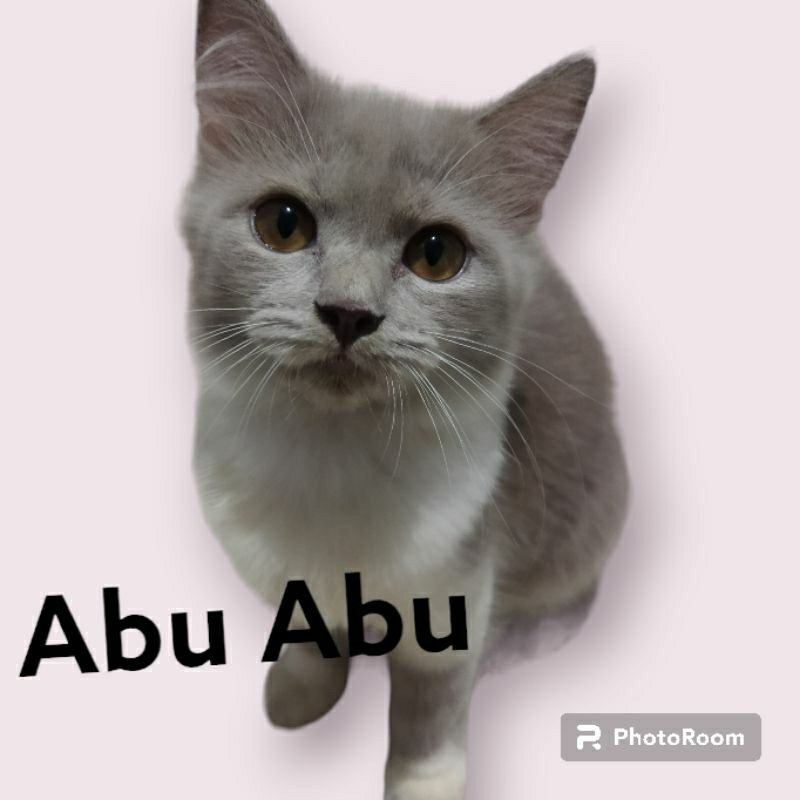 Lepas Adopsi Kucing Ras Kitten kucing persia medium + Himalaya kucing long hair