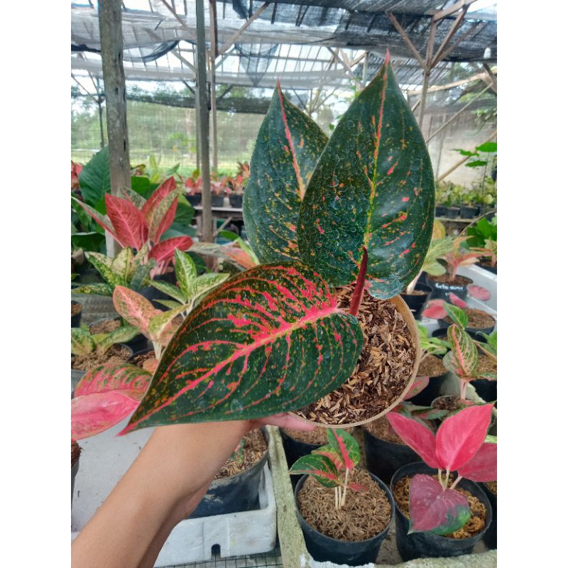 Tanaman hias Aglonema Tiara