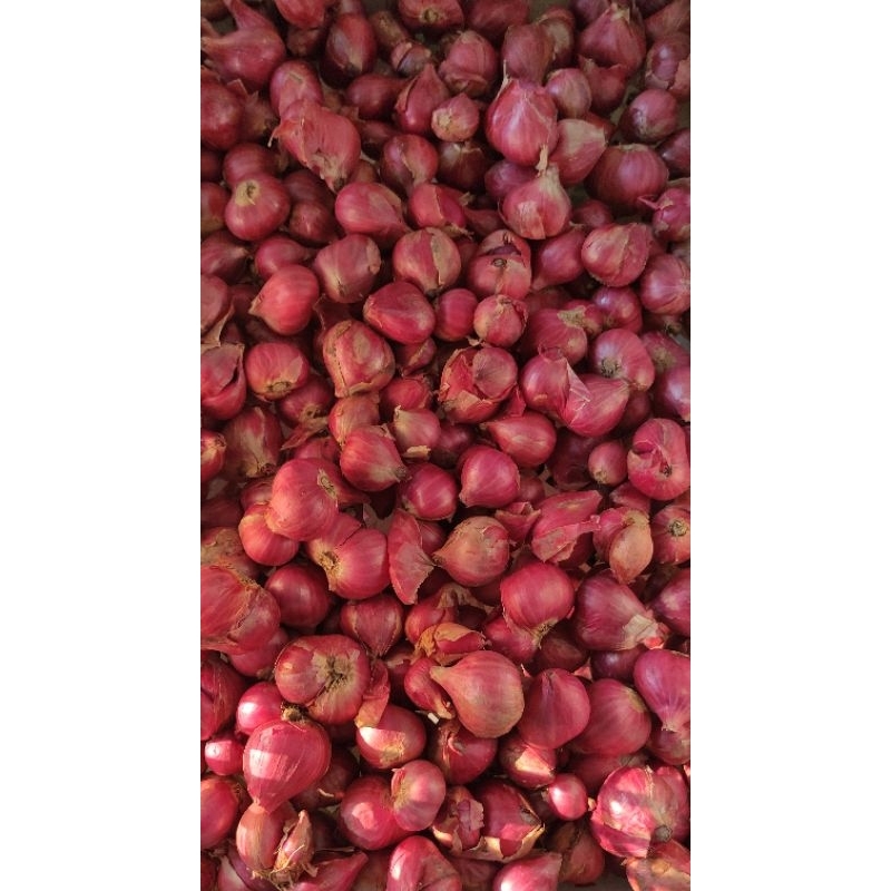 

Bawang merah Probolinggo