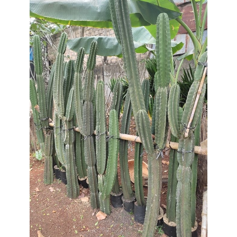 pohon kaktus koboy tinggi 1,5-2m