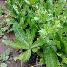 

HERBAL JAKARTA DAUN WALANG SANGIT PECKING AMAN 250 GR