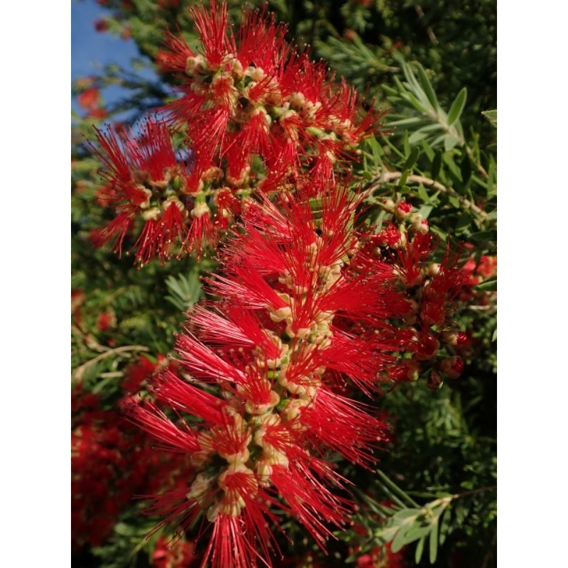 Sikat Botol dekorasi tanaman hias~