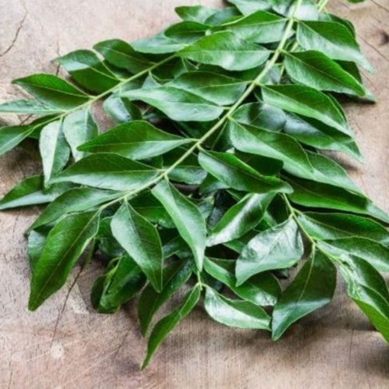 

(KEBUN SAYUR) 1 RUAS DAUN KARI ATAU DAUN TEMURUI BUMBU PENYEBAB MAKANAN