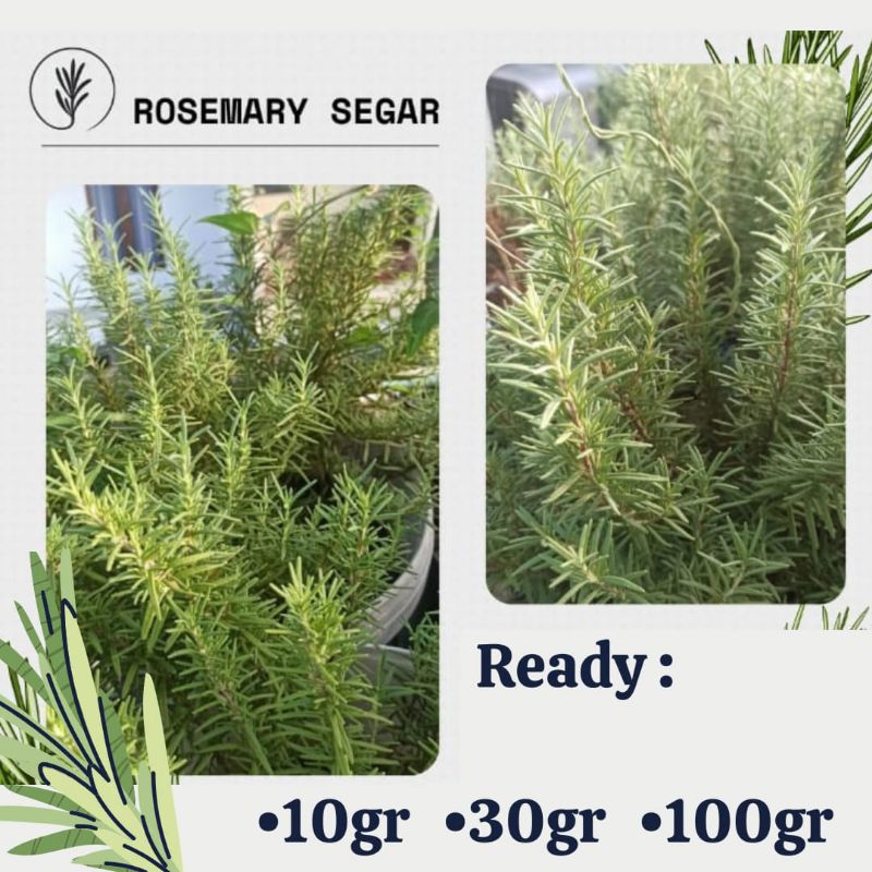 

Rosemary segar rosemari daun rosemary segar