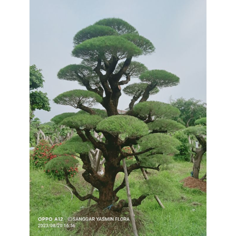 BONSAI TAMAN MURAH CEMARA UDANG BESAR TINGGI 4M