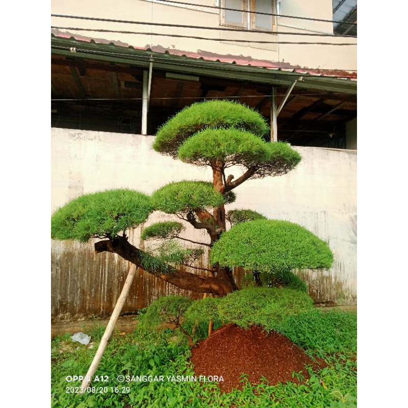 BONSAI TAMAN CEMARA UDANG BESAR