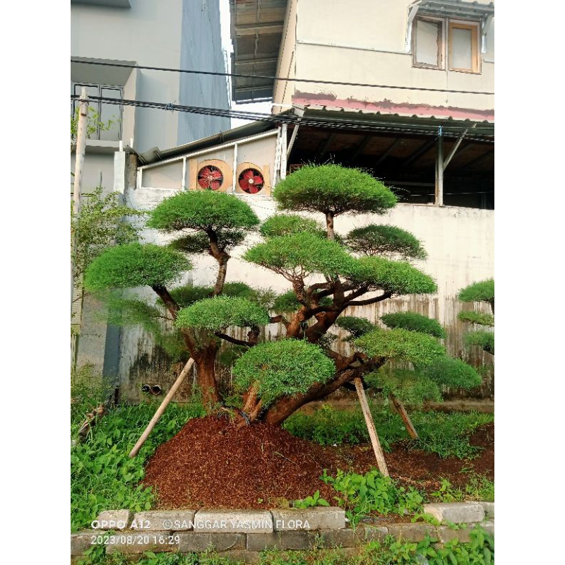 BONSAI TAMAN CEMARA UDANG MURAH BESAR