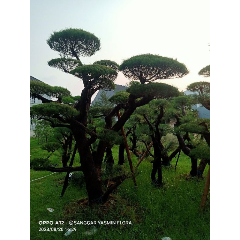 BONSAI TAMAN CEMARA UDANG BESAR