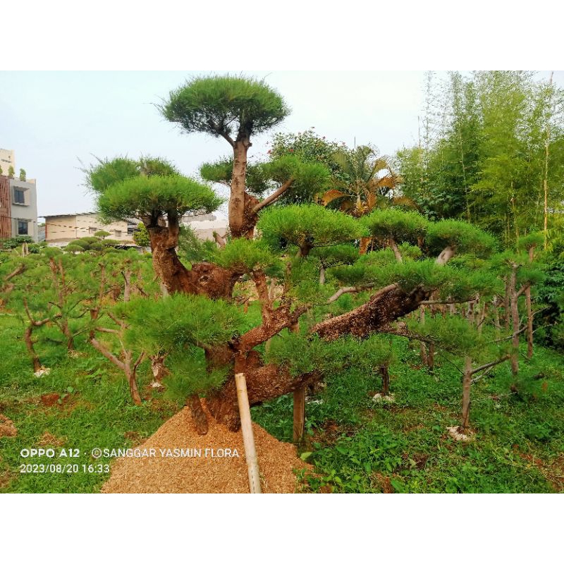 BONSAI TAMAN CEMARA UDANG BESAR