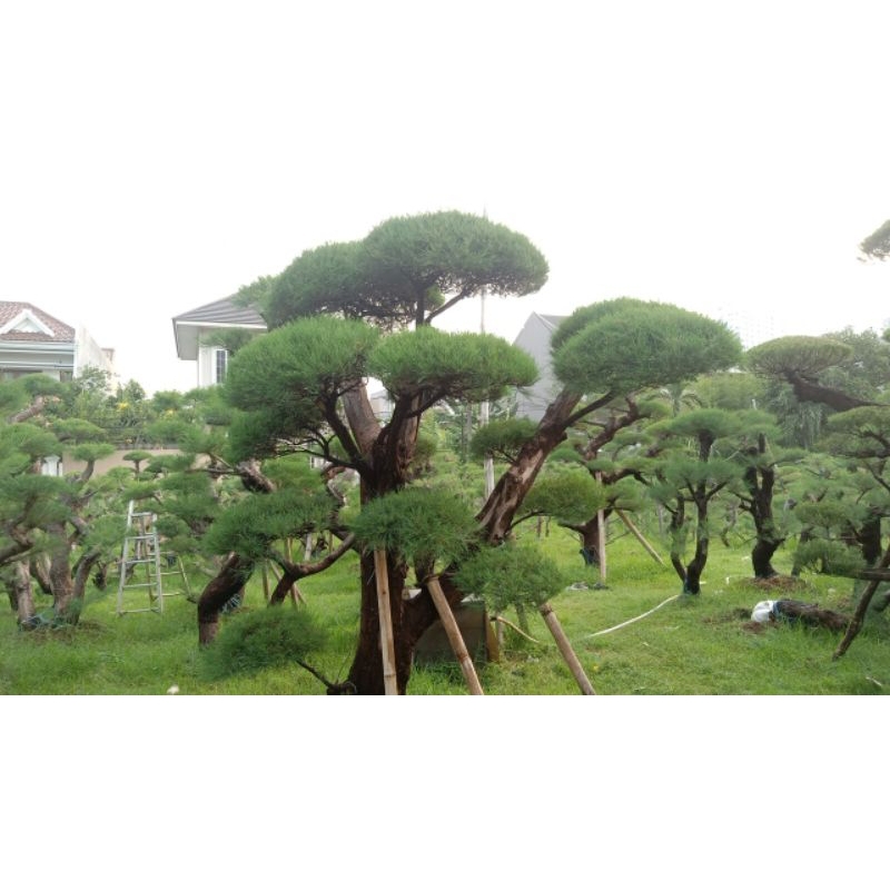 BONSAI TAMAN CEMARA UDANG BESAR