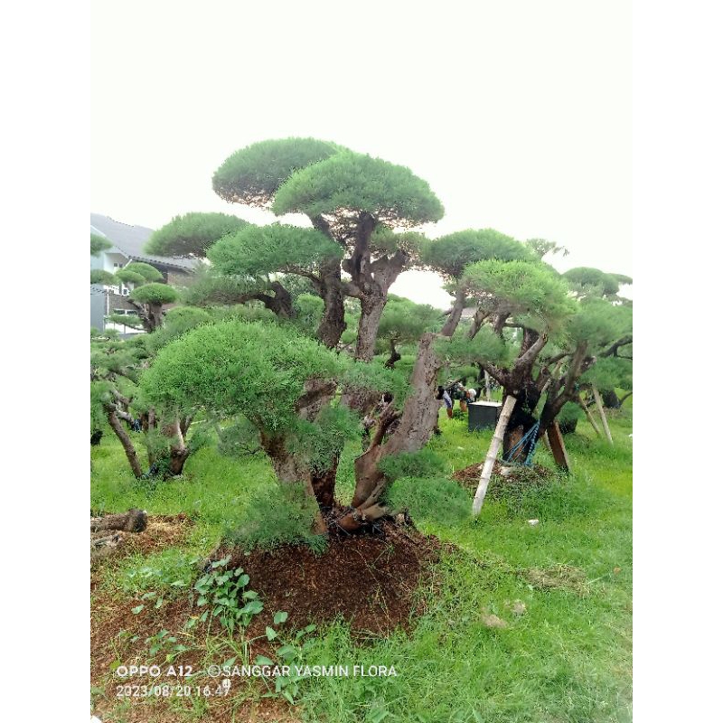 BONSAI TAMAN CEMARA UDANG BESAR