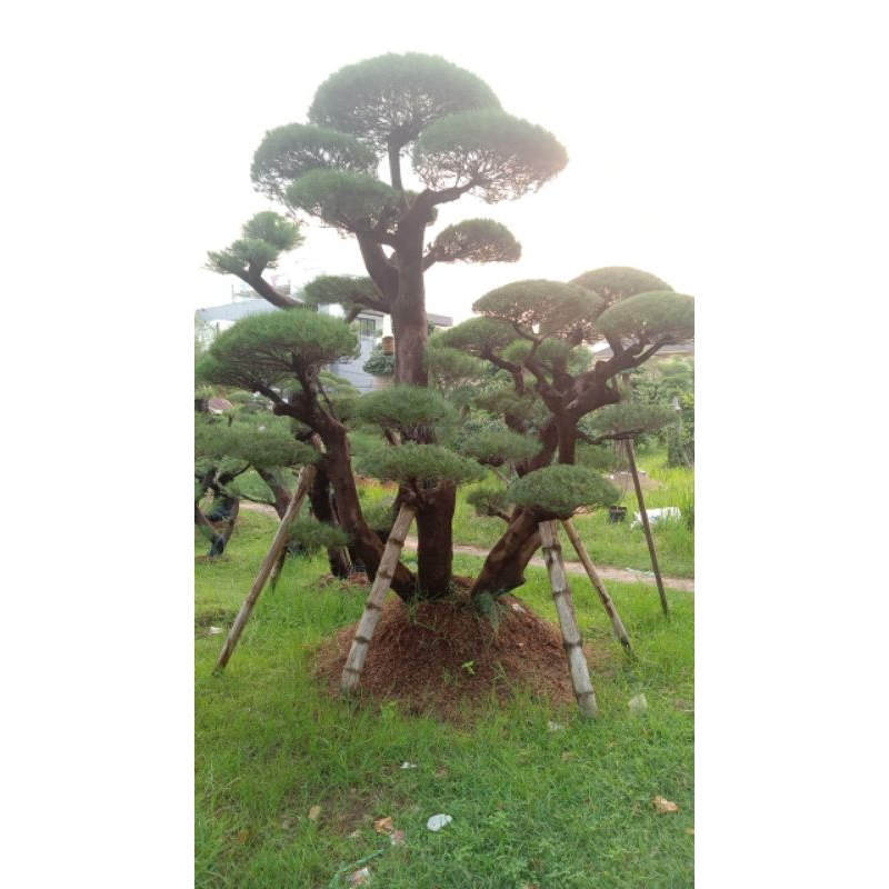 BONSAI TAMAN CEMARA UDANG BESAR TINGGI 5M