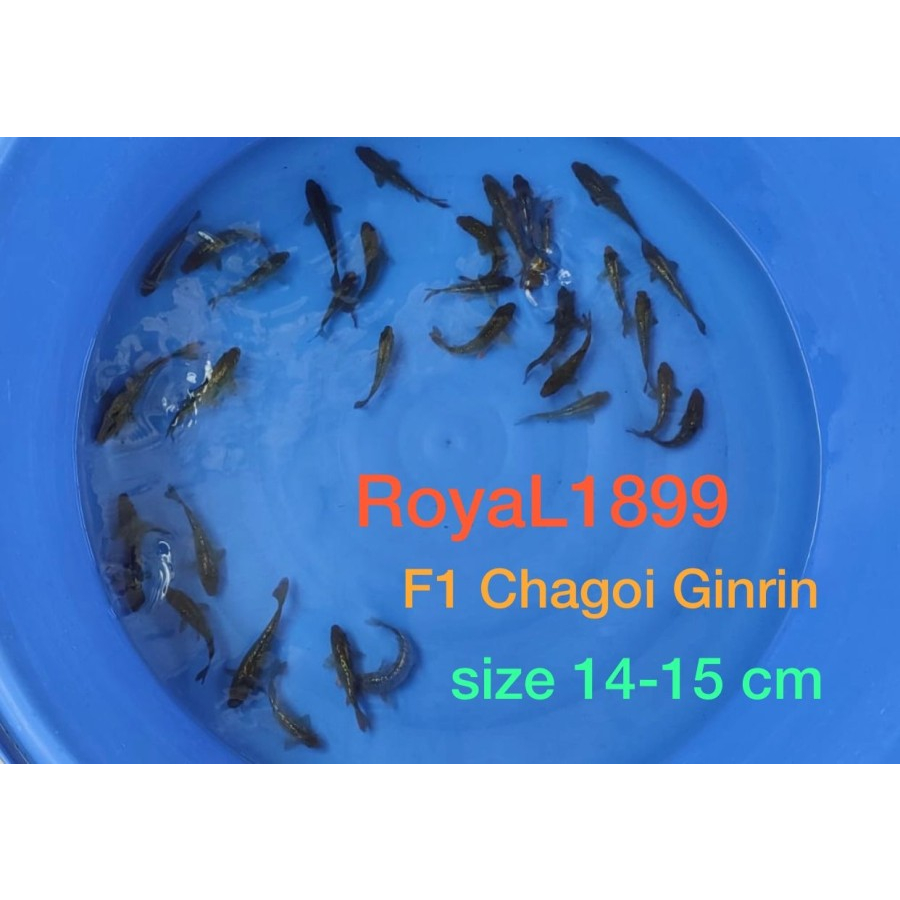 Anakan ikan Koi F1 indukan import