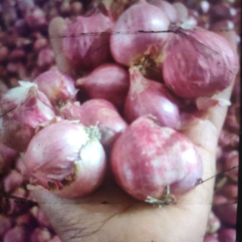 

bawang probolinggo