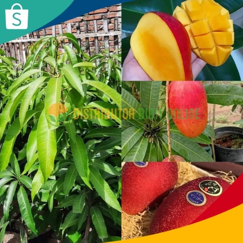 Bibit Tanaman Mangga Miyazaki Tinggi 1 Meter Up Cepat Berbunga