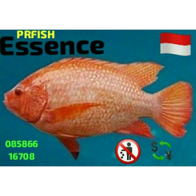 ESSEN NILA MERAH KAKAP MERAH