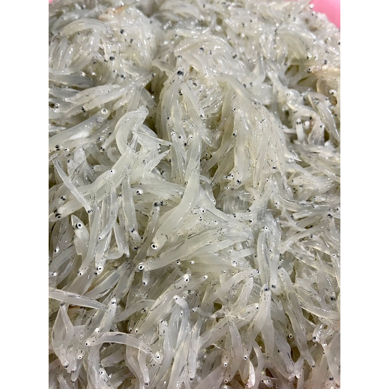 

TERI MENTAH (Raw Whitebait) ikan teri nasi medan mpasi omega