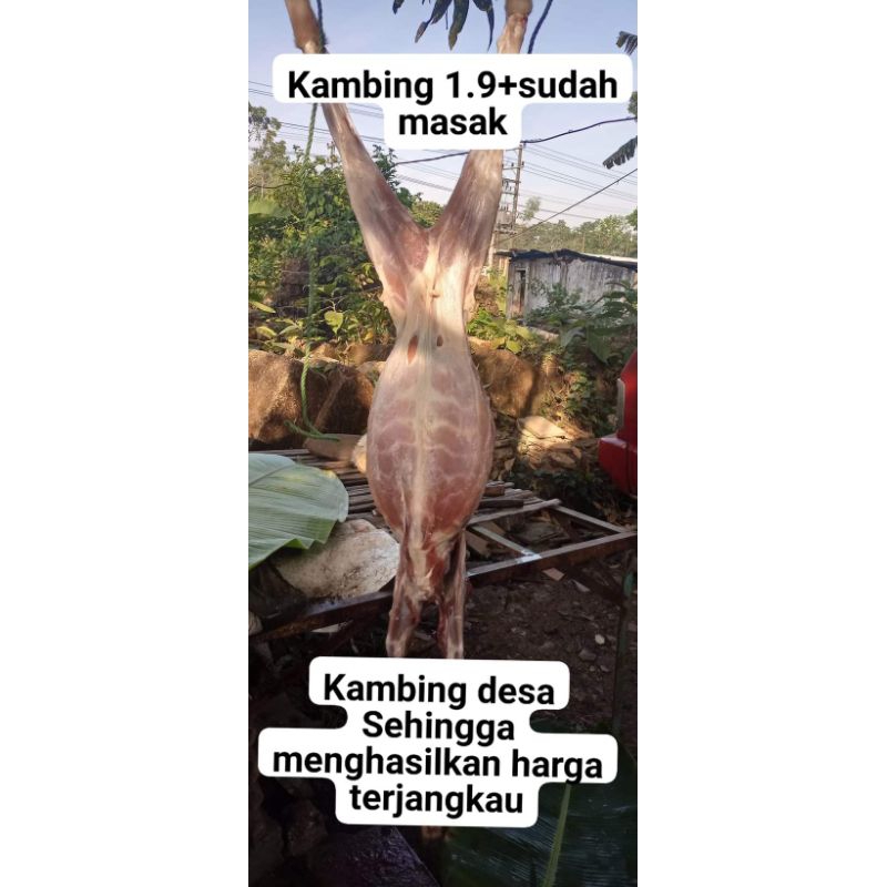 

sate gule