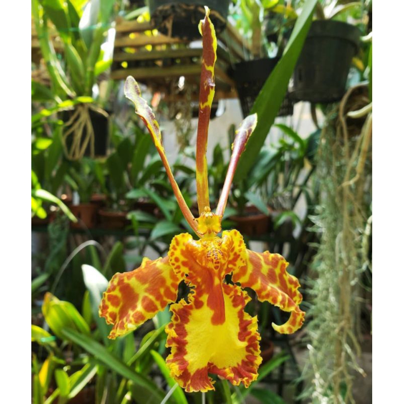 Anggrek mariposa green valley