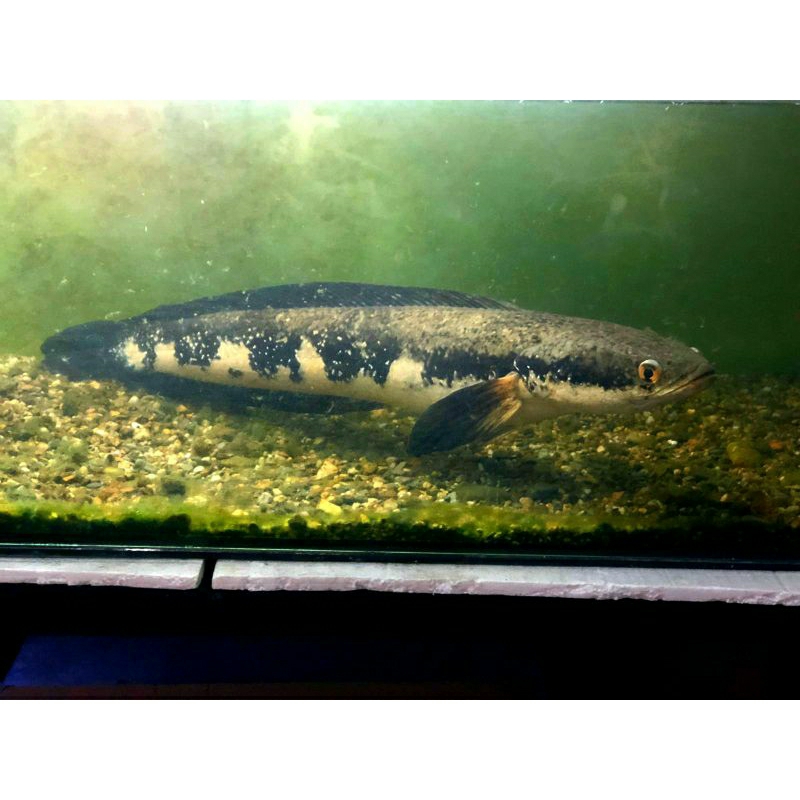 

ikan channa marulius auroflamea sp laos