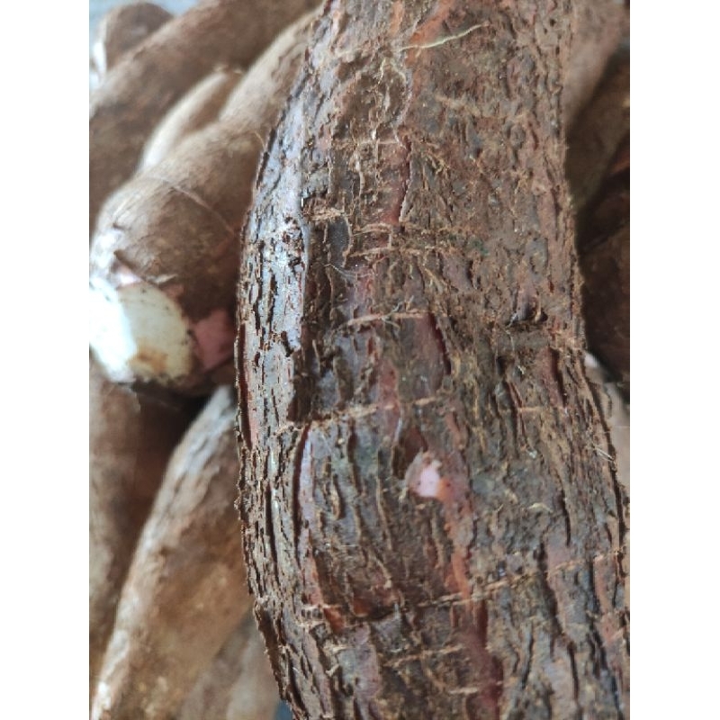 

singkong kulit merah Qtela empuk dan pulen 1kg murah