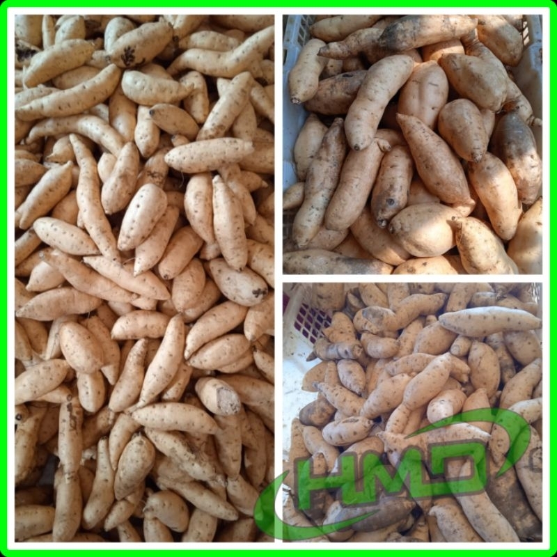 

Ubi madu cilembu 1kg