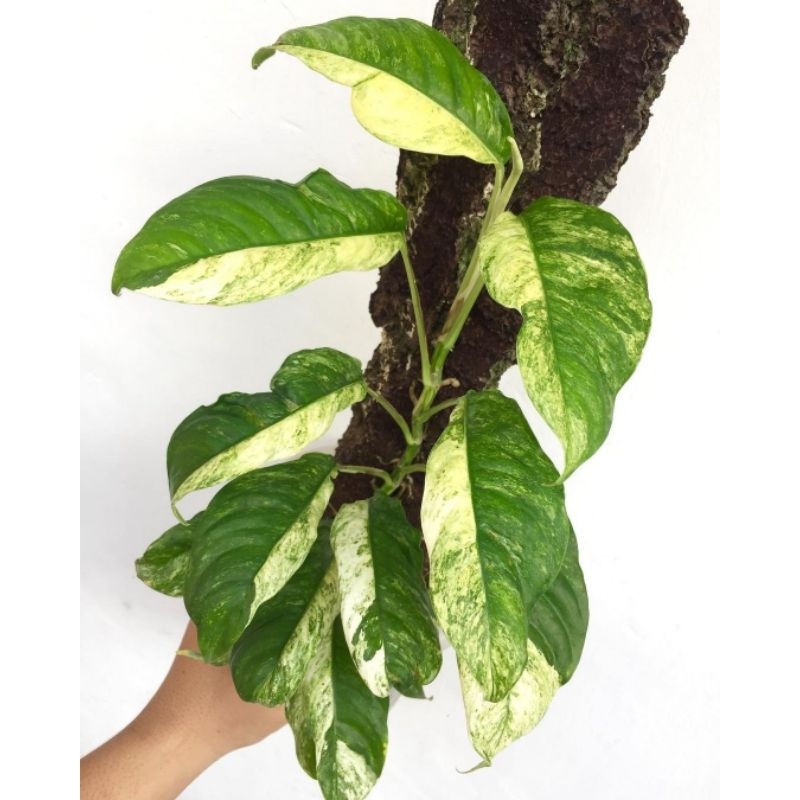 PROMO  Tanaman hias raphidopora puberula variegated / raphidopora puberula varigata