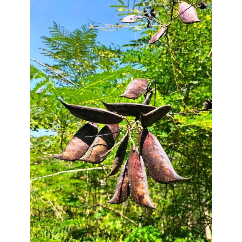 

⭐️⭐️⭐️⭐️⭐️ biji secang