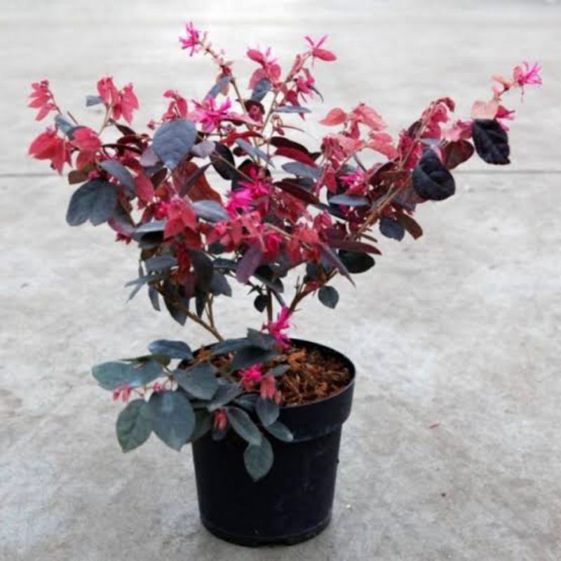 Tanaman Hias Serut Merah Tanaman Bonsai Serut Merah