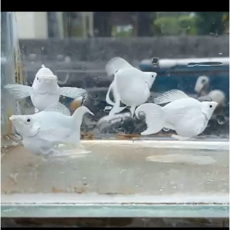 molly balon platinum liretail jumbo