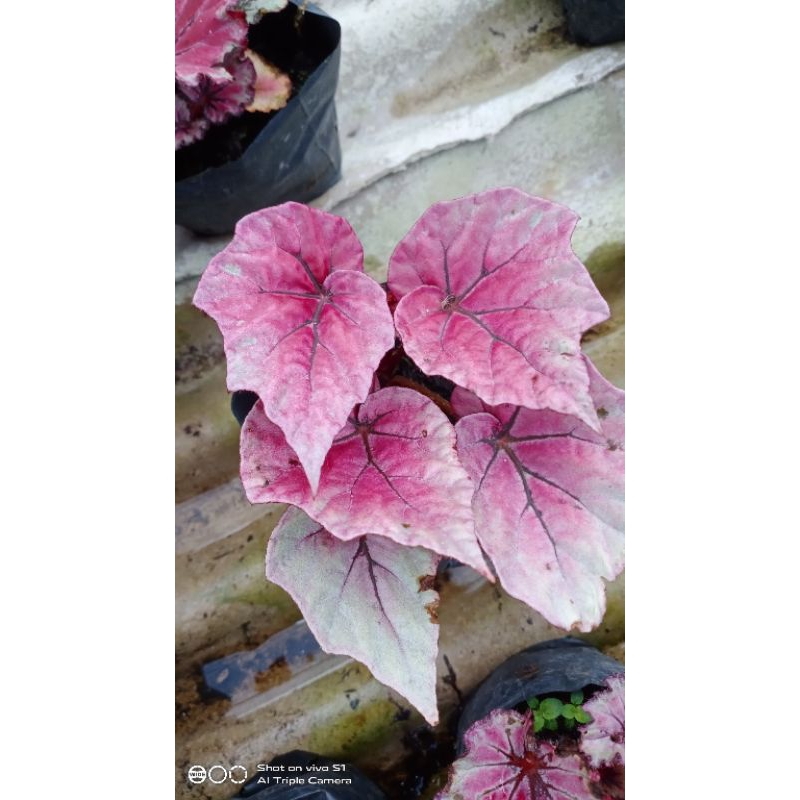 begonia super red