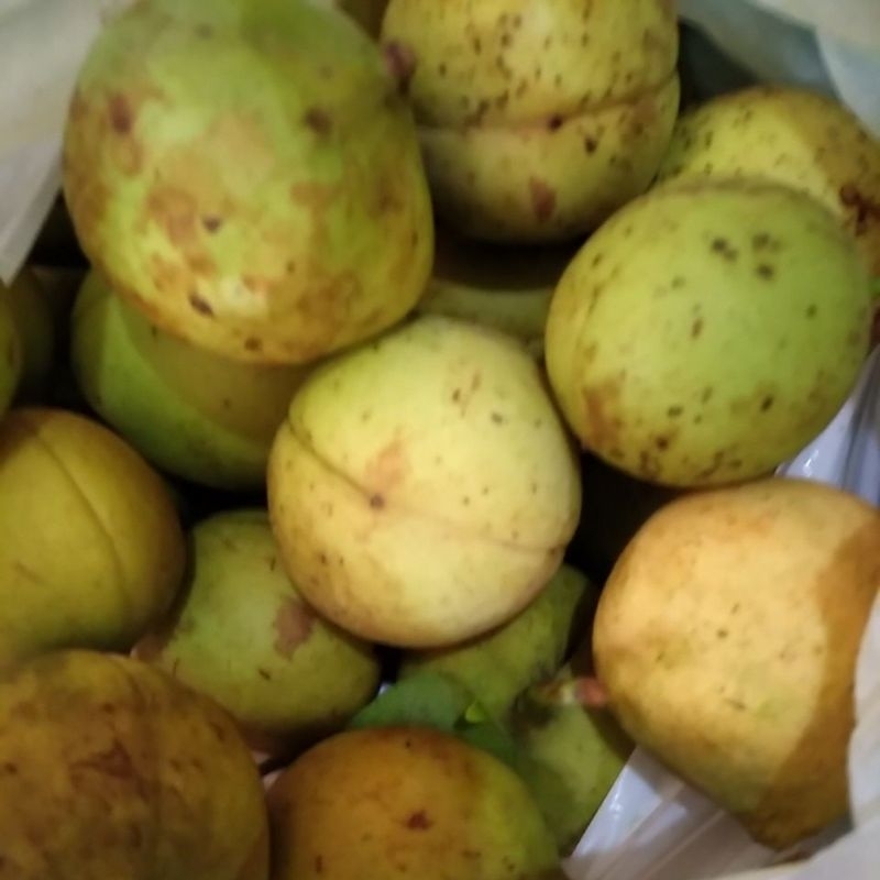 

1 kg pala muda buah pala muda fresh/langsung petik